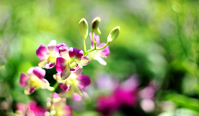 포토 JPG 해외이미지 식물 공원 꽃잎 꽃 꽃다발 백그라운드 잎 꽃무늬 밭 농업 자연 하늘 사람없음 야외 컬러풀 햇빛 태양 정원 성장 벚꽃 나뭇가지 농촌 신선 화려 개화 난초 고급 우아함 자연백그라운드 심기 해외202004 해외포토 자연요소 나무 공공시설 산업 컬러 컨셉 무늬 모션 시골 생태계 파일형식 이미지허브