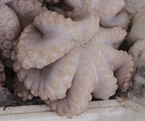 포토 JPG 해외이미지 동물 음식 백그라운드 패턴 잉크 건강 어류 사람없음 컬러풀 일본 수중 신선 시원함 해산물 질감 날것 문어 촉수 고립 구성 식품점 해외202004 해외포토 아시아 컬러 무늬 연체동물 상점 수중동물 파일형식 이미지허브