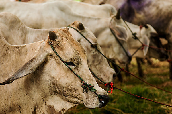포토 JPG 해외이미지 동물 응시 음식 밭 농업 포유류 자연 실내 육류 사람없음 초록색 울타리 농장 갈색 머리 검은색 가축 목장 소고기 흰색 시골 소 볏짚 군중 농부 먹이 방목 먹기 황소 코 밀짚 내추럴 송아지 외양간 기르기 밭일 해외202004 해외포토 직업 시선 산업 새끼 컬러 식재료 모션 사람 내부 신체부위 담장 짚 축산업 생태계 돌봄 파일형식 이미지허브