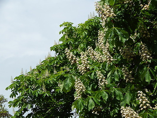 포토 JPG 해외이미지 나무 식물 계절 공원 꽃잎 꽃 백그라운드 잎 자연 사람없음 야외 빨간색 초록색 여름 봄 벚꽃 흰색 나뭇가지 개화 해외202004 해외포토 공공시설 컬러 생태계 파일형식 이미지허브