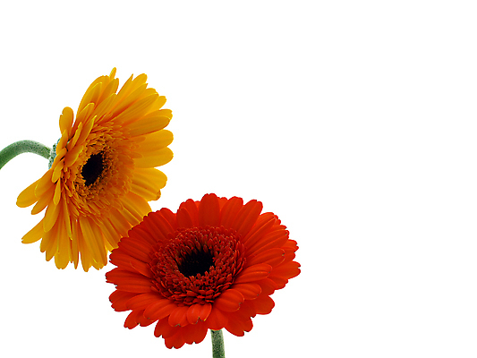 포토 JPG 해외이미지 식물 꽃 줄기 분홍색 백그라운드 오렌지 발렌타인데이 선물 사람없음 초록색 여름 컬러풀 노란색 봄 벚꽃 흰색 신선 개화 닫기 큼 묘사 원예 데이지 꽃가루 거베라 고립 넘어짐 해외202004 해외포토 계절 컬러 과일 모션 데이이벤트 취미 크기 가루 파일형식 이미지허브