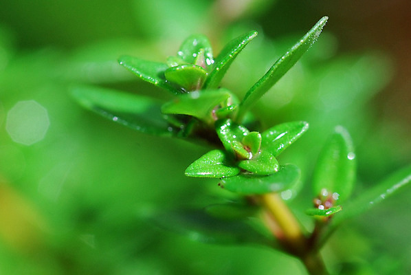 포토 JPG 해외이미지 사람없음 초록색 새싹 나뭇가지 신선 허브 떠남 백리향 해외202004 해외포토 나무 식물 컬러 모션 파일형식 이미지허브