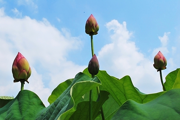 포토 JPG 해외이미지 계절 공원 꽃잎 꽃 종교 문화 선 분홍색 여행 백그라운드 컨셉 잎 불교 하늘 성공 추상 사람없음 초록색 평화 정원 일본 침묵 고요 기쁨 벚꽃 흰색 연못 사찰 가득함 심볼 순수 명상 해외202004 해외포토 식물 공공시설 감정 아시아 컬러 무늬 종교건축 소리 파일형식 이미지허브