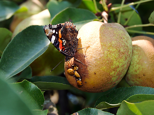 포토 JPG 해외이미지 꽃 야생동물 나비 곤충 날개 자연 사람없음 빨간색 초록색 여름 컬러풀 정원 보라색 검은색 흰색 벌레 해외202004 해외포토 식물 동물 계절 컬러 생태계 파일형식 이미지허브