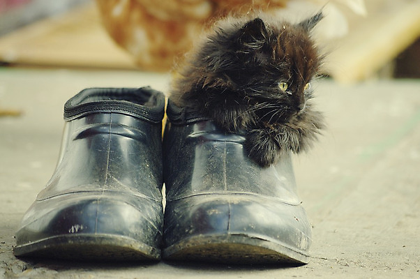 포토 JPG 해외이미지 동물 백그라운드 신발 장난 포유류 포옹 자연 털 부츠 사람없음 반려동물 장난감 정원 고양이 줄무늬 골동품 표현 아기 신생아 쌍 꼬리 엽서 귀 수의사 걸음마 고립 그런지 옛날 해외202004 해외포토 무늬 안기 모션 사람 신체부위 의사 편지 생태계 파일형식 이미지허브