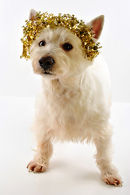 포토 JPG 해외이미지 동물 응시 별 크리스마스 휴가 사람없음 장식 흰색 자신감 황금 개 테리어 해외202004 해외포토 자연요소 시선 기념일 감정 컬러 포유류 파일형식 이미지허브