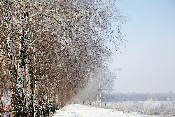 포토 JPG 해외이미지 나무 계절 도로 백그라운드 겨울 자연 하늘 날씨 풍경 사람없음 야외 목재 파란색 햇빛 환경 냉동 얼음 추위 흰색 나뭇가지 시원함 12월 크리스탈 빙하 서리 장면 자작나무 눈내림 해외202004 해외포토 자연요소 식물 길 컬러 재료 교통시설 눈_날씨 태양 날짜 광석 생태계 파일형식 이미지허브