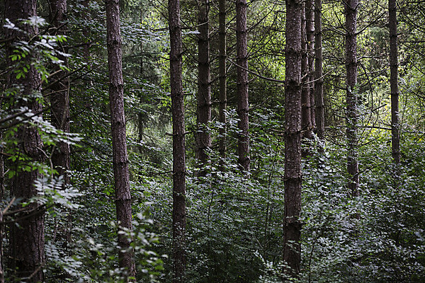 포토 JPG 해외이미지 나무 식물 백그라운드 잎 자연 풍경 사람없음 야외 농장 환경 나뭇가지 고독 숲 나무껍질 서식지 자원 삼림지대 수목 그리너리 해외202004 해외포토 감정 농업 껍질 생태계 파일형식 트랜드컬러 이미지허브