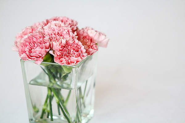 포토 JPG 해외이미지 꽃 사람없음 카네이션 해외202004 해외포토 식물 파일형식 이미지허브