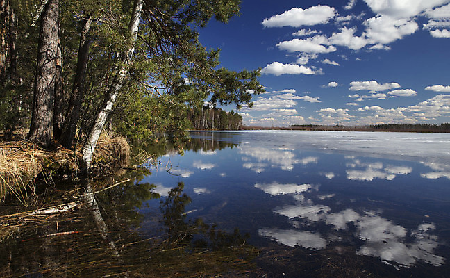 포토 JPG 해외이미지 나무 계절 풍경 사람없음 야외 물 여름 강 환경 침묵 봄 숲 홍수 해외202004 해외포토 자연요소 식물 소리 자연재해 파일형식 이미지허브