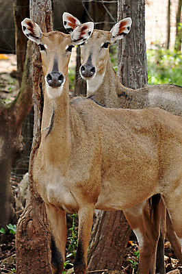 포토 JPG 해외이미지 동물 응시 공원 야생동물 어린이 포유류 자연 사슴 동물원 종류 사람없음 초록색 파란색 머리 카메라 게임 소 먹이 황소 영양 멸종 가나 가젤 브로츠와프 전국 해외202004 해외포토 시선 공공시설 컬러 놀이 사람 신체부위 전자제품 생태계 파일형식 서아프리카 이미지허브