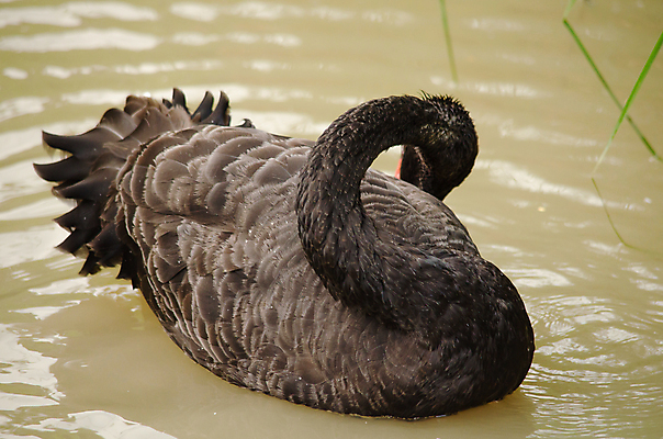 포토 JPG 해외이미지 동물 남자 아시아 야생동물 백그라운드 날개 태국 자연 조류 사람없음 컬러풀 자유 흰색 깃털 동물상 해외202004 해외포토 나라 컬러 컨셉 사람 조형물 생태계 파일형식 이미지허브