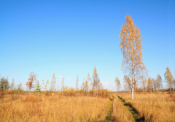 포토 JPG 해외이미지 나무 공원 길 여행 낙엽 잎 패턴 오렌지 자연 휴식 풍경 사람없음 목재 초록색 노란색 평화 침묵 줄무늬 활발 가을 황무지 황금 숲 큼 오솔길 명상 심플 장면 나무껍질 지역 마법 부족함 해외202004 해외포토 식물 계절 공공시설 컬러 컨셉 무늬 과일 재료 소리 껍질 크기 생태계 파일형식 이미지허브