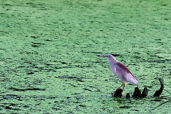 포토 JPG 해외이미지 동물 공원 호수 얼굴 야생동물 바다 백그라운드 날개 발 자연 조류 서기 사람없음 야외 여름 파란색 강 컬러풀 환경 침묵 회색 흰색 연못 우아함 습지 큼 왜가리 손목시계 깃털 휴양지 부리 장면 서식지 내추럴 고립 생태학 해외202004 해외포토 계절 공공시설 교육 시계 컬러 컨셉 장신구 모션 신체부위 소리 장소 크기 생태계 파일형식 이미지허브