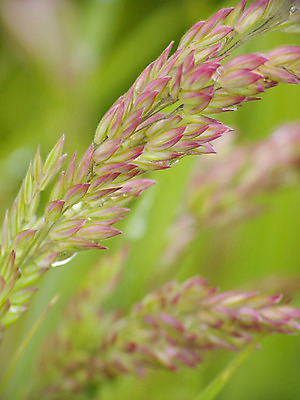 포토 JPG 해외이미지 식물 잔디 사람없음 초록색 정원 차도 물방울 이슬 편지 해외202004 해외포토 도로 컬러 파일형식 이미지허브