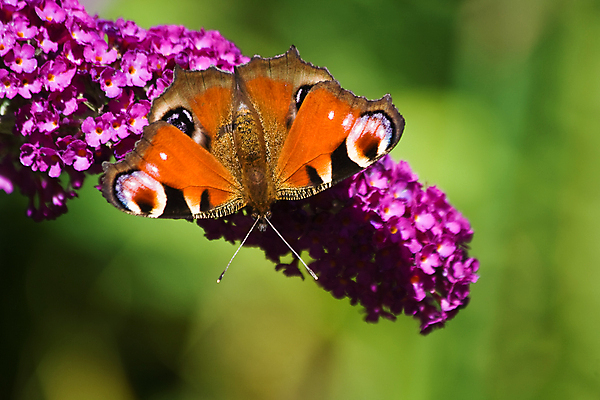 포토 JPG 해외이미지 동물 계절 꽃 야생동물 분홍색 나비 곤충 꽃무늬 날개 오렌지 자연 안테나 사람없음 가로 빨간색 초록색 여름 정원 맑음 공작 해외202004 해외포토 식물 컬러 무늬 과일 통신 조류 날씨 생태계 파일형식 이미지허브
