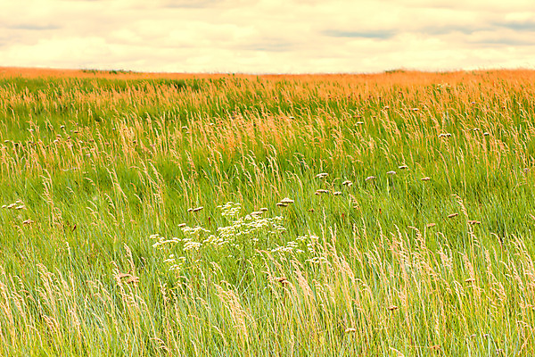 포토 JPG 해외이미지 자연 하늘 풍경 사람없음 야외 초록색 여름 컬러풀 햇빛 습지 서쪽 해외202004 해외포토 계절 컬러 태양 방향 생태계 파일형식 이미지허브