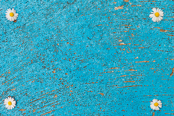 포토 JPG 해외이미지 디자인 배너 꽃 포스터 백그라운드 컨셉 패턴 벽지 표면 미술 사람없음 파란색 빛 우주 공백 수확 흰색 당구 질감 복고 데이지 심플 스크래치 내추럴 옛날 터키석 특별함 카피스페이스 해외202004 해외포토 식물 컬러 무늬 농업 문화예술 구기 보석 파일형식 이미지허브