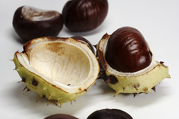 포토 JPG 해외이미지 나무 식물 계절 음식 백그라운드 크리스마스 겨울 패턴 과일 자연 건조 씨앗 사람없음 초록색 갈색 에너지 견과류 껍질 가을 가시 숲 굽기 척추 질감 날카로움 칼로리 성분 찌르기 깃털펜 해외202004 해외포토 기념일 컬러 무늬 모션 뼈 펜 구이 생태계 파일형식 이미지허브