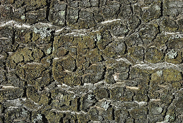 포토 JPG 해외이미지 나무 식물 디자인 벽 백그라운드 패턴 자연 표면 날씨 추상 건조 사람없음 목재 환경 골동품 시간 소나무 거친 보호 널 숲 피부 묘사 부식 질감 목공예 나무껍질 잡동사니 내추럴 외양간 그런지 수목 옛날 울퉁불퉁 노화 디테일 해외202004 해외포토 컨셉 무늬 재료 신체부위 껍질 공예 생태계 파일형식 이미지허브