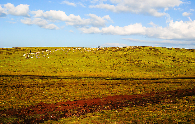 포토 JPG 해외이미지 구름 농업 자연 하늘 산 풍경 사람없음 중국 가축 소 방목 해외202004 해외포토 자연요소 동물 산업 아시아 포유류 축산업 생태계 파일형식 이미지허브