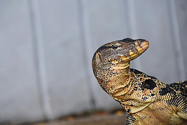포토 JPG 해외이미지 동물 야생동물 파충류 동양인 사람없음 물 모니터 도마뱀 거인 해외202004 해외포토 자연요소 인종 컴퓨터 파일형식 이미지허브