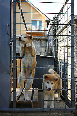 포토 JPG 해외이미지 동물 얼굴 신체 사람없음 반려동물 일본 힘 용기 자신감 개 강아지 위험 큼 근육질 고체 기르기 지능 힘찬 해외202004 해외포토 그릇 감정 아시아 컨셉 포유류 근육 신체부위 크기 몸매 돌봄 파일형식 이미지허브