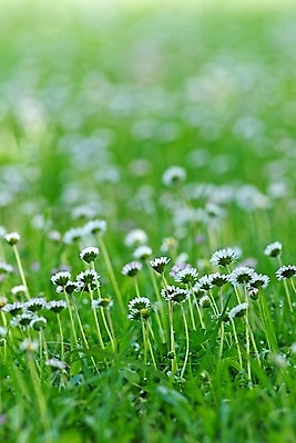 포토 JPG 해외이미지 꽃 밭 사람없음 초록색 흰색 신선 보케 해외202004 해외포토 식물 컬러 농업 파일형식 이미지허브