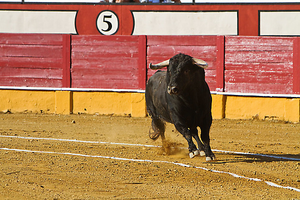 포토 JPG 해외이미지 동물 전통 문화 사람없음 축제 공연 용기 자신감 위험 망토 황소 싸움 민화 스페인어 투우장 해외202004 해외포토 그릇 감정 컨셉 모션 이벤트 소 그림 투우 파일형식 이미지허브