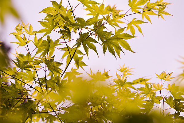 포토 JPG 해외이미지 나무 식물 아시아 선 백그라운드 잎 자연 추상 프레임 건조 성인 사람없음 빛 환경 정원 일본 봄 성장 죽음 닫기 보호 관목 유기농 원예 질감 섬유 해외202004 해외포토 웰빙 계절 나라 컨셉 무늬 모션 사람 취미 직물 생태계 파일형식 이미지허브