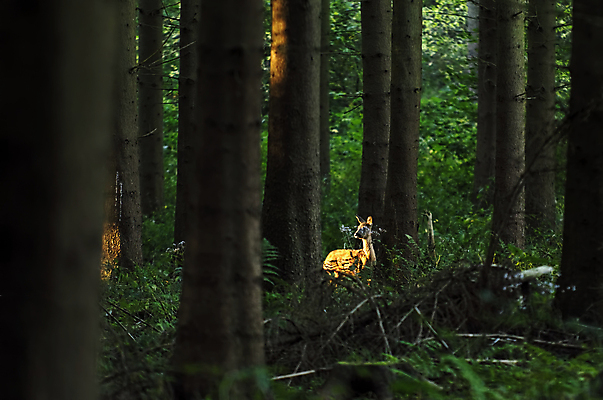 포토 JPG 해외이미지 동물 자연 사슴 사람없음 목재 황무지 숲 동물상 해외202004 해외포토 나무 재료 포유류 조형물 생태계 파일형식 이미지허브