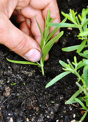 포토 JPG 해외이미지 식물 1 손 계절 남자 줄기 손가락 자연 휴식 건강 사람없음 초록색 정원 검은색 흙 나뭇가지 신선 시장 작음 지중해 허브 묘사 싱글 원예 향기 아로마 먼지 향 라벤더 내추럴 땅바닥 묘목 심기 원예사 해외202004 해외포토 나무 직업 꽃 바다 컬러 컨셉 모션 바닥 사람 취미 신체부위 크기 생태계 냄새 파일형식 이미지허브