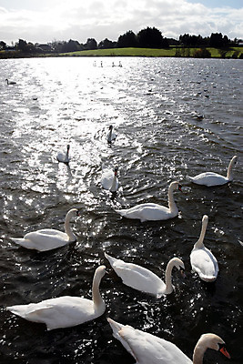 포토 JPG 해외이미지 나무 동물 구름 응시 계절 호수 물결 야생동물 겨울 날개 자연 놀이 조류 하늘 함께함 사람없음 야외 물 파란색 강 반사 수영 침묵 흰색 시골 비행 그룹 우아함 소프트포커스 강가 큼 깃털 부리 백조 목 아일랜드 단아함 수유 웅장함 해외202004 해외포토 자연요소 식물 시선 유럽 컬러 컨셉 촬영기법 신체부위 소리 수상스포츠 크기 생태계 파일형식 이미지허브