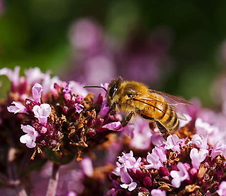 포토 JPG 해외이미지 꽃 유럽 야생동물 자연 잉글랜드 사람없음 햇빛 정원 꽃가루 꿀 7월 서식스 해외202004 해외포토 식물 동물 나라 영국 태양 날짜 가루 생태계 파일형식 이미지허브