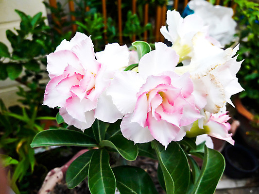 포토 JPG 해외이미지 나무 식물 공원 꽃잎 꽃 분홍색 잎 꽃무늬 자연 사람없음 빨간색 초록색 장미 정원 사막 벚꽃 흰색 신선 원예 내추럴 해외202004 해외포토 공공시설 컬러 무늬 취미 생태계 파일형식 이미지허브