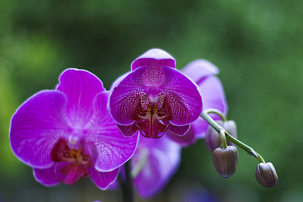 포토 JPG 해외이미지 식물 꽃 분홍색 자연 사람없음 야외 초록색 정원 벚꽃 난초 닫기 보케 해외202004 해외포토 컬러 모션 생태계 파일형식 이미지허브
