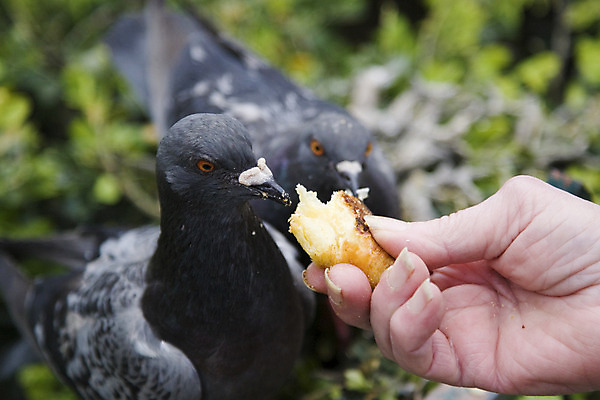 포토 JPG 해외이미지 야생동물 날개 자연 조류 사람없음 회색 깃털 비둘기 부리 해외202004 해외포토 동물 컬러 생태계 파일형식 이미지허브