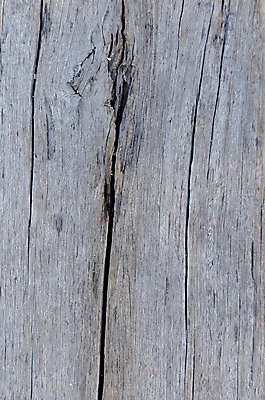 포토 JPG 해외이미지 백그라운드 패턴 자연 바닥 사람없음 목재 널 질감 자작나무 수목 해외202004 해외포토 나무 무늬 재료 생태계 파일형식 이미지허브