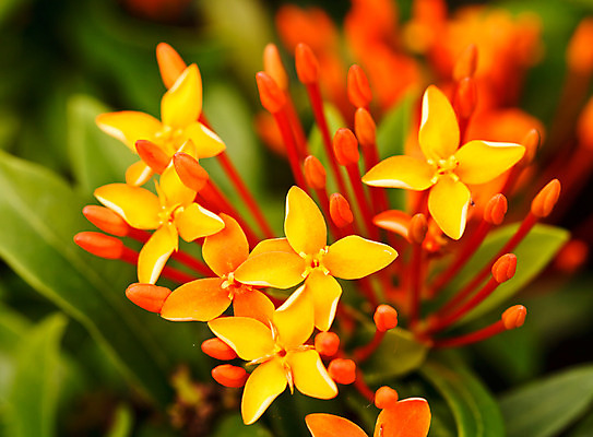 포토 JPG 해외이미지 식물 꽃 백그라운드 꽃무늬 오렌지 자연 벽지 사람없음 빨간색 컬러풀 노란색 정원 활발 벚꽃 신선 개화 우아함 닫기 인도인 꽃집 관목 꽃가루 태평양 제라늄 해외202004 해외포토 외국인 나무 바다 컬러 컨셉 무늬 과일 모션 동양인 상점 가루 생태계 파일형식 이미지허브