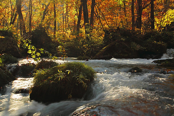 포토 JPG 해외이미지 나무 계절 공원 단풍 잎 오렌지 자연 이끼 풍경 사람없음 야외 컬러풀 일본 폭포 가을 바위 개울 강가 즐거움 해외202004 해외포토 식물 공공시설 감정 아시아 컬러 과일 강 돌_바위 생태계 파일형식 이미지허브