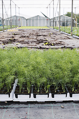 포토 JPG 해외이미지 식물 음식 백그라운드 잎 농업 채소 재료 자연 사람없음 초록색 농장 정원 성장 침대 신선 조미료 허브 향신료 유기농 원예 매움 내추럴 딜 모종 밭일 채식주의자 해외202004 해외포토 웰빙 산업 컬러 가구 취미 맛 생태계 채식 향미료 파일형식 이미지허브