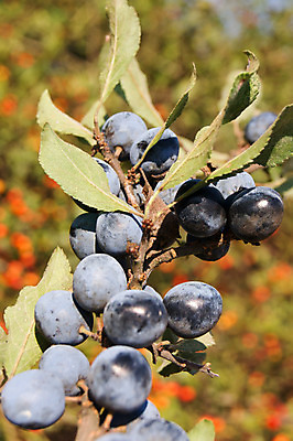 포토 JPG 해외이미지 나무 식물 열매 음식 잎 과일 자연 사람없음 야외 초록색 여름 파란색 가을 나뭇가지 가시 맛 약초 관목 유기농 내추럴 숙성 많음 해외202004 해외포토 웰빙 계절 컬러 컨셉 풀_식물 생태계 파일형식 이미지허브
