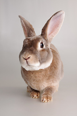 포토 JPG 해외이미지 한마리 응시 실내 사람없음 갈색 토끼 해외포토 1 시선 컬러 포유류 내부 반려동물 파일형식 이미지허브