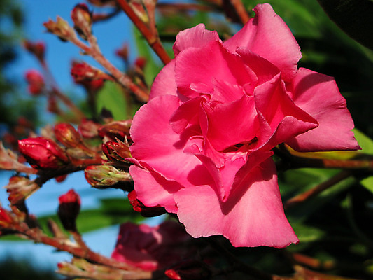 포토 JPG 해외이미지 식물 꽃 분홍색 잎 자연 사람없음 야외 초록색 성장 벚꽃 서식지 내추럴 해외202004 해외포토 컬러 생태계 파일형식 이미지허브