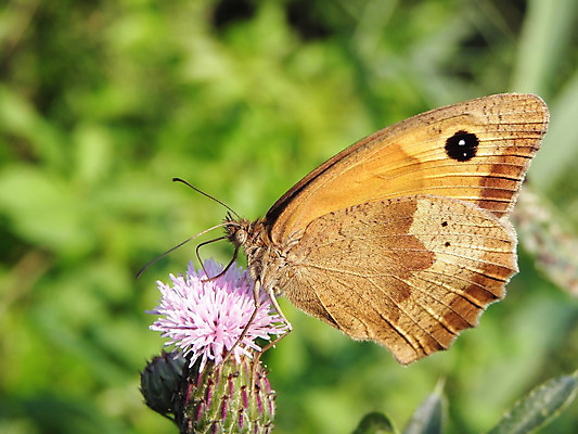포토 JPG 해외이미지 식물 동물 꽃 야생동물 나비 곤충 꽃무늬 밭 날개 오렌지 자연 사람없음 초록색 여름 컬러풀 정원 봄 벚꽃 벌레 싱글 내추럴 해외202004 해외포토 계절 컬러 무늬 농업 과일 생태계 파일형식 이미지허브