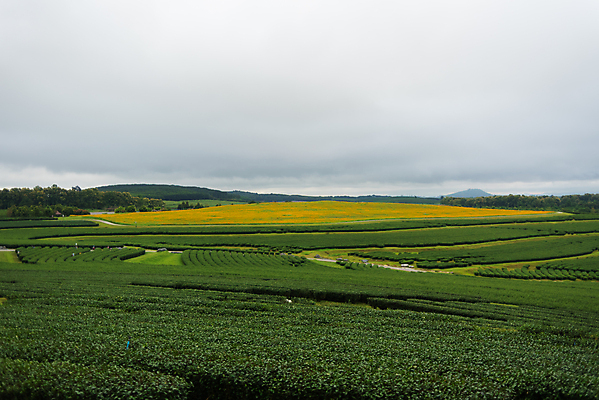 포토 JPG 해외이미지 나무 구름 계절 공원 백그라운드 잎 밭 농업 자연 하늘 풍경 잔디 사람없음 야외 초록색 여름 파란색 태양 농장 환경 정원 맑음 봄 시골 차 숲 언덕 내추럴 수평선 해외202004 해외포토 자연요소 식물 공공시설 산업 음료 컬러 날씨 생태계 파일형식 이미지허브