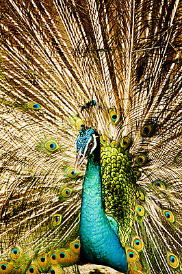 포토 JPG 해외이미지 동물 남자 야생동물 패턴 자연 조류 추상 동물원 사람없음 초록색 파란색 컬러풀 부채 의식 황금 우아함 공작 가득함 깃털 질감 부리 내추럴 특별함 해외202004 해외포토 컬러 컨셉 무늬 사람 생태계 파일형식 이미지허브