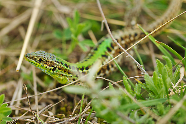 포토 JPG 해외이미지 동물 여행 파충류 양서류 사람없음 초록색 추위 용 땅 도마뱀 용암 이구아나 기어가기 땅바닥 발톱 방사선 카멜레온 해외202004 해외포토 컬러 모션 발 바닥 파일형식 이미지허브