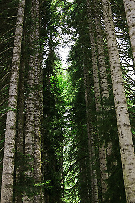 포토 JPG 해외이미지 나무 식물 공원 줄기 백그라운드 낙엽 잎 자연 풍경 사람없음 야외 세로 초록색 여름 햇빛 환경 힘 침묵 봄 활발 성장 나뭇가지 시골 소나무 거친 그룹 황무지 고독 숲 큼 오브젝트 장면 나무껍질 지역 옛날 해외202004 해외포토 계절 공공시설 감정 컬러 컨셉 태양 소리 껍질 크기 생태계 파일형식 이미지허브
