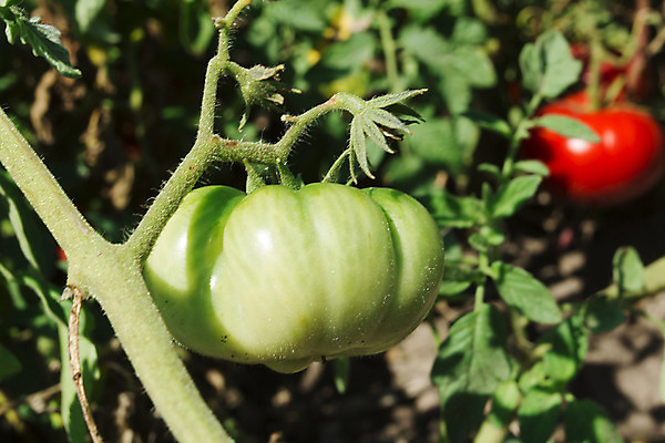 포토 JPG 해외이미지 식물 계절 음식 줄기 잎 농업 다이어트 토마토 채소 재료 자연 따뜻함 건강 사람없음 빨간색 초록색 여름 빛 컬러풀 태양 농장 정원 활발 수확 나뭇가지 신선 시장 떨어짐 다발 수집 유기농 날것 향기 내추럴 숙성 온실 채식주의자 그리너리 세련 해외202004 해외포토 자연요소 나무 웰빙 산업 컬러 컨셉 생태계 채식 냄새 파일형식 트랜드컬러 이미지허브